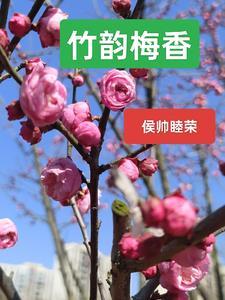 竹韵梅香是什么意思